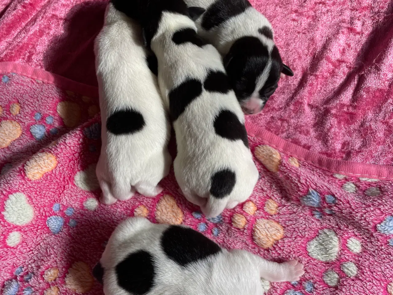 Billede 7 - Dansksvensk Gårdhunde hvalpe