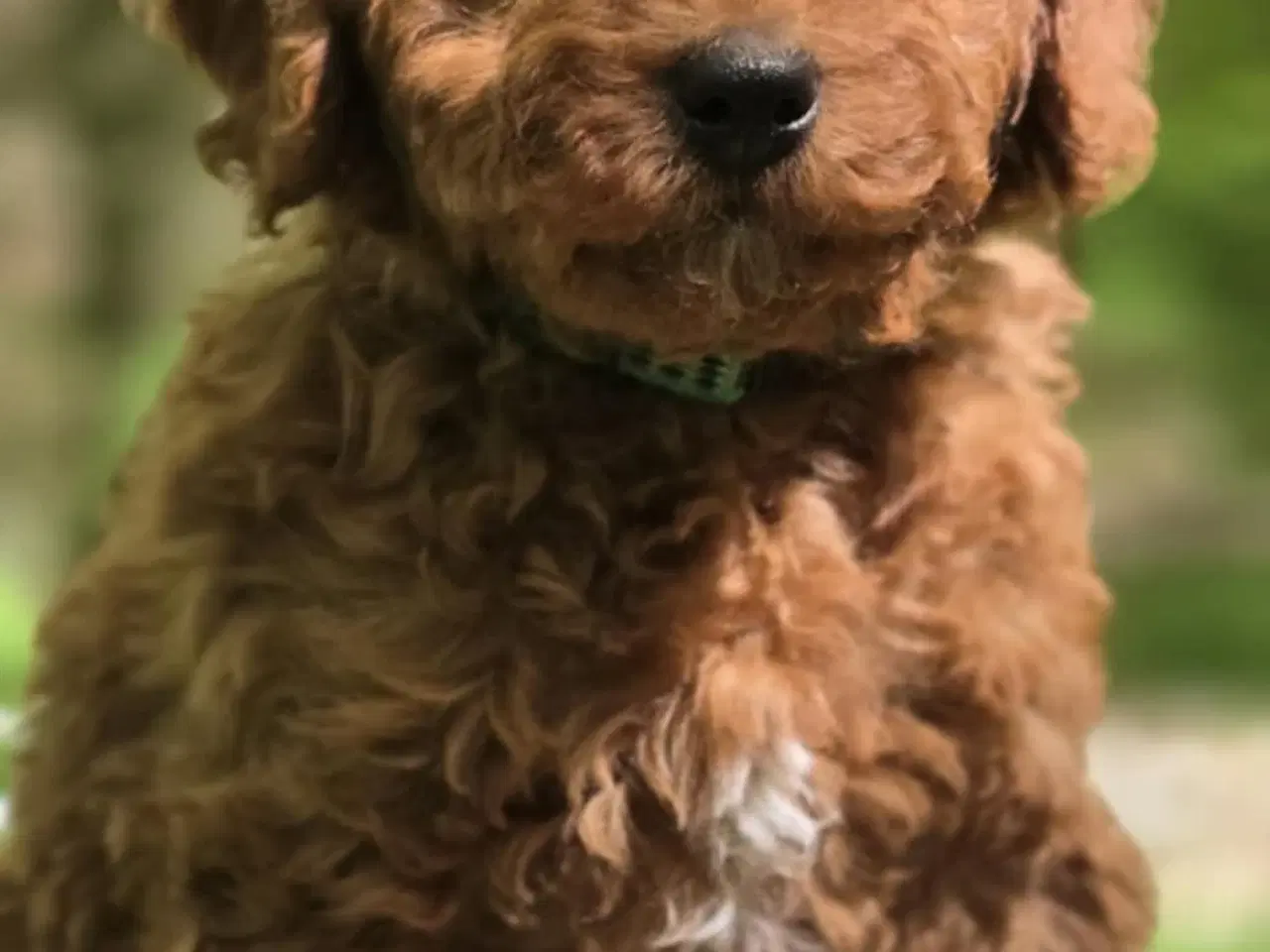 Billede 7 - Cavapoo F1B