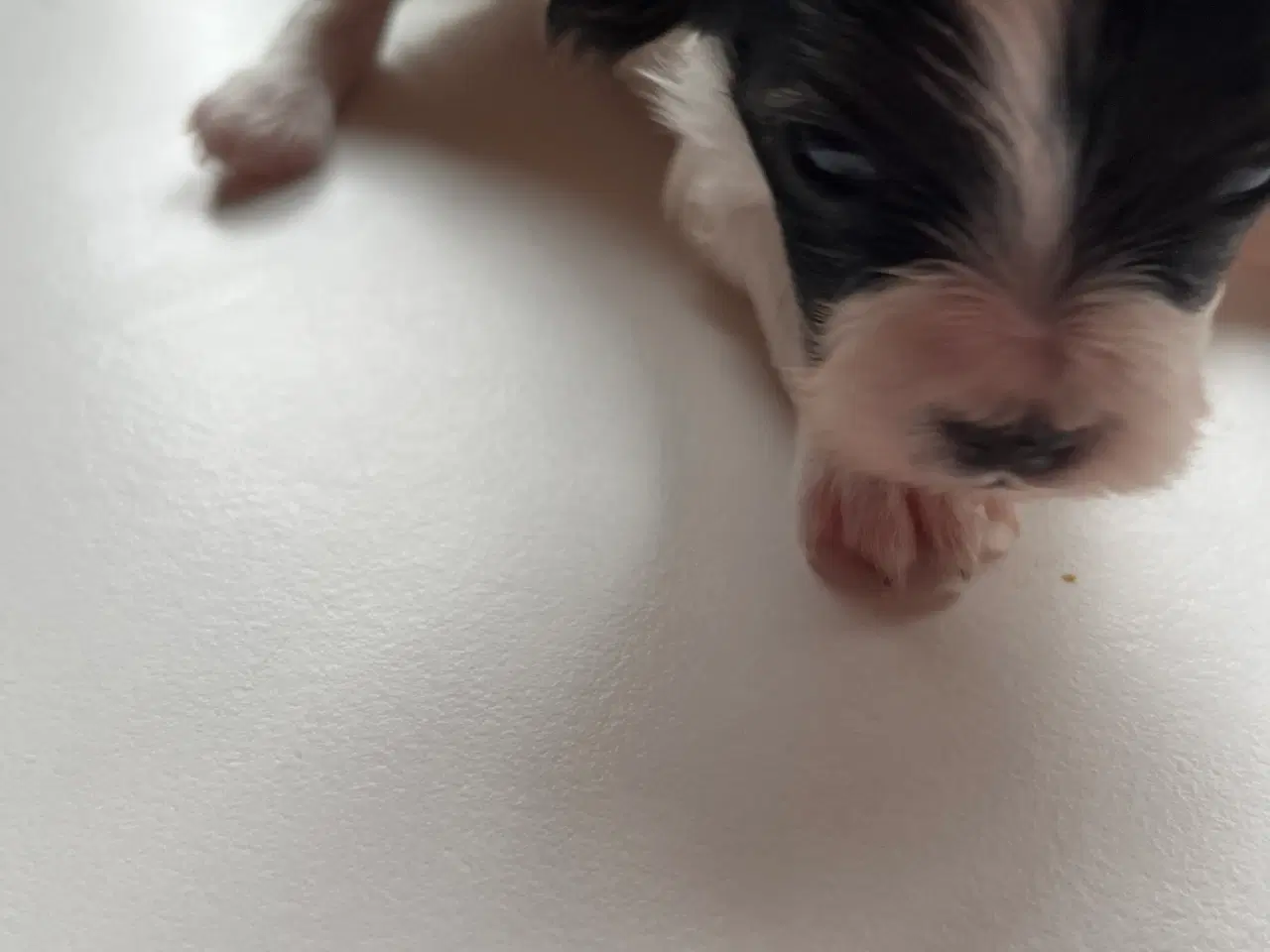 Billede 3 - Papillon hvalpe