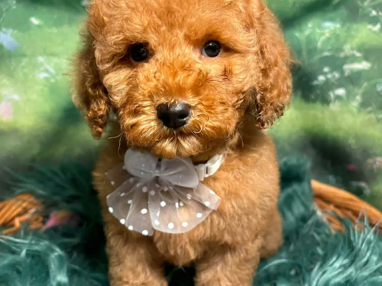 Billede 7 - Skønne røde Doodldoodle hvalpe 