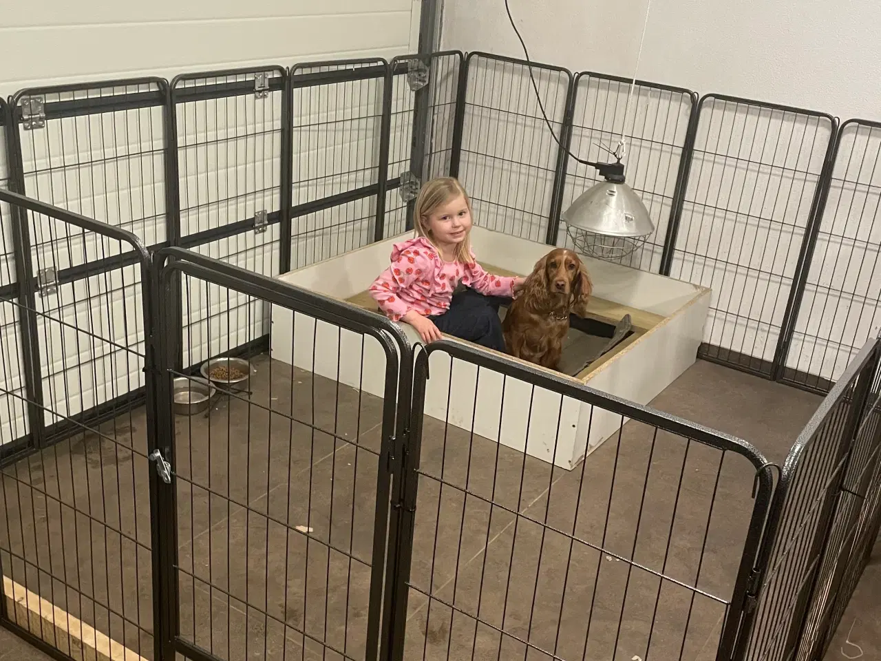 Billede 5 - Hvalpe på vej 