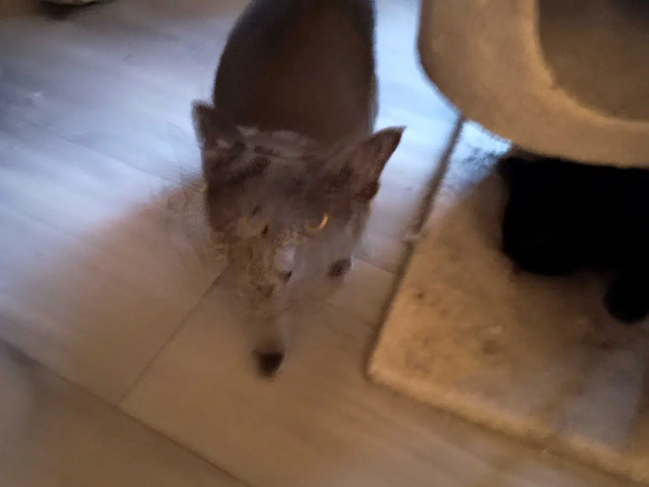 Billede 5 - 16 uger gammel killinger