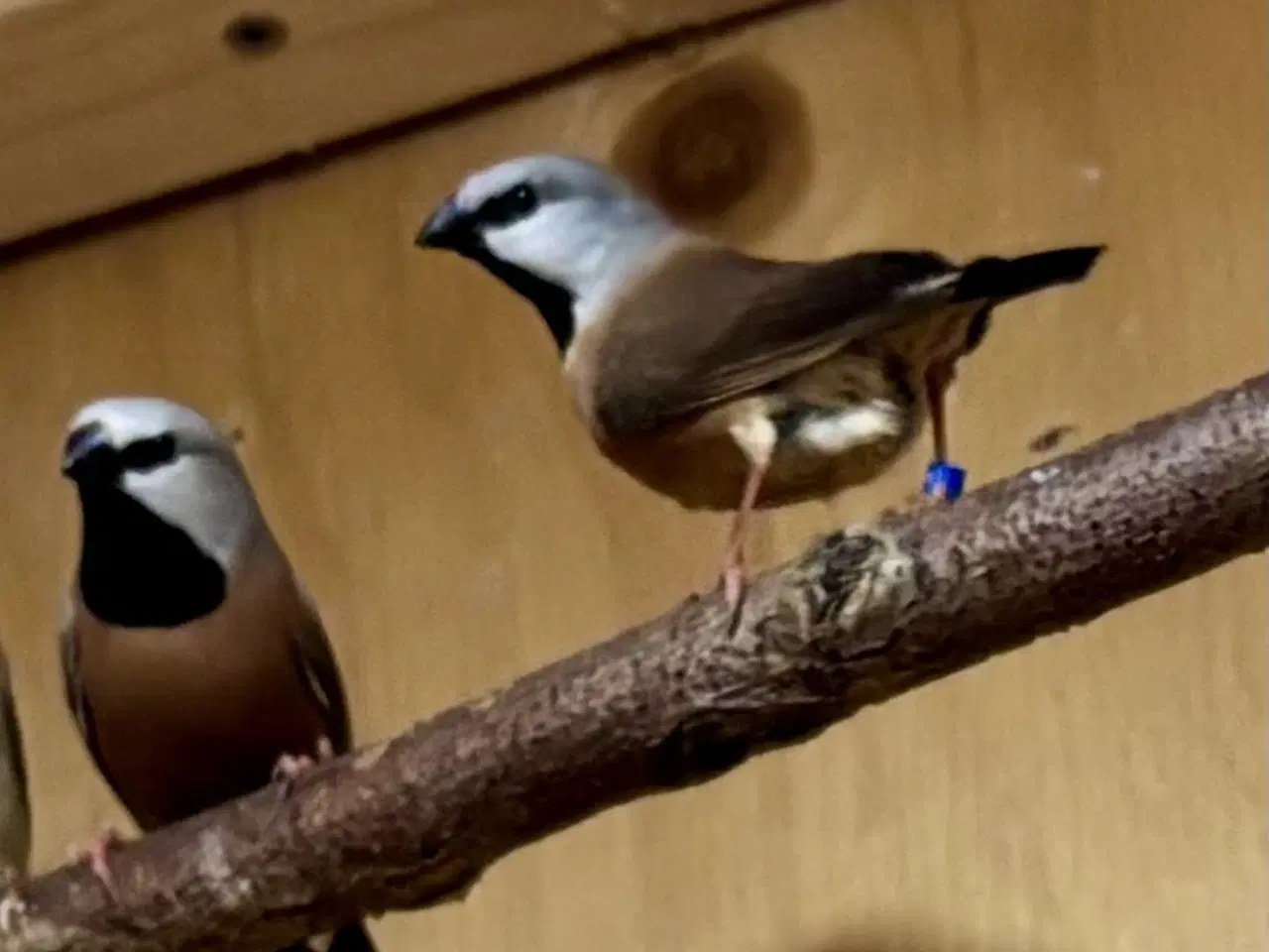 Billede 1 - Korthalet bæltefinke