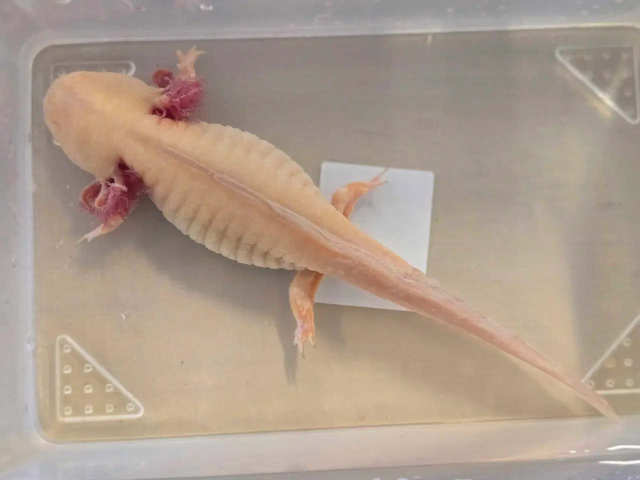 Billede 7 - Sjældne voksne axolotler 