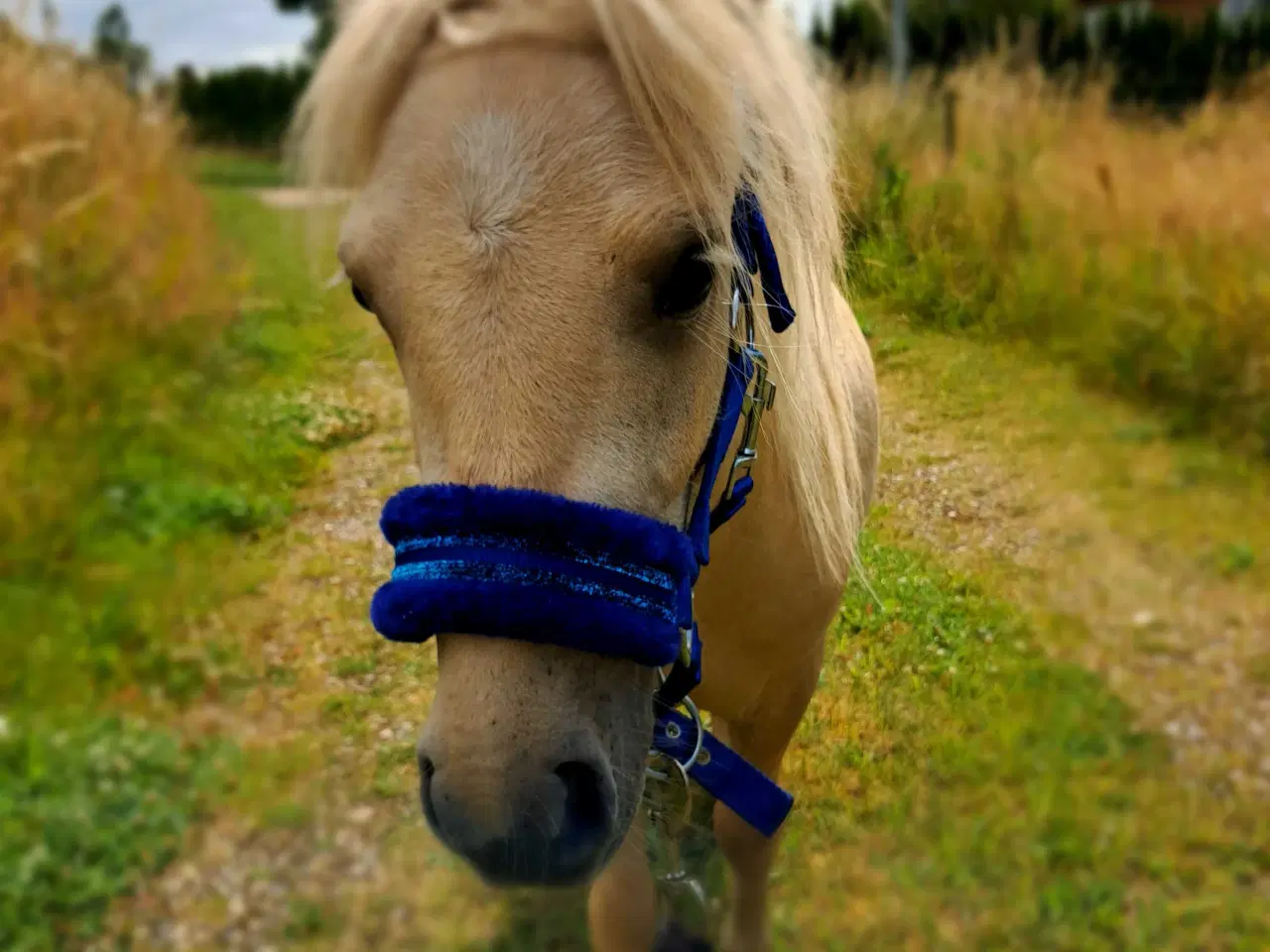 Billede 1 - Sød hingst sælges