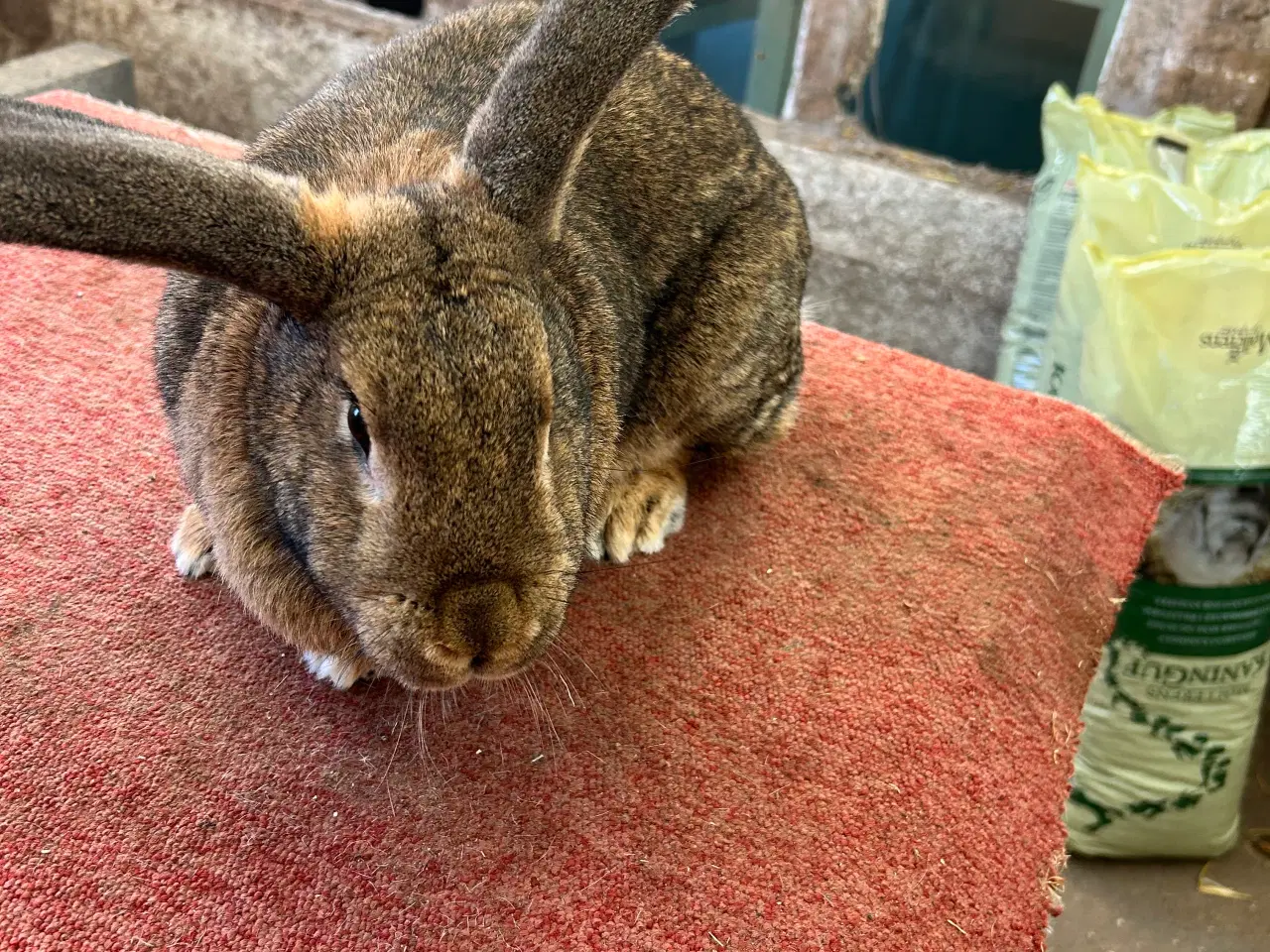 Billede 7 - Tre hun Kanine 