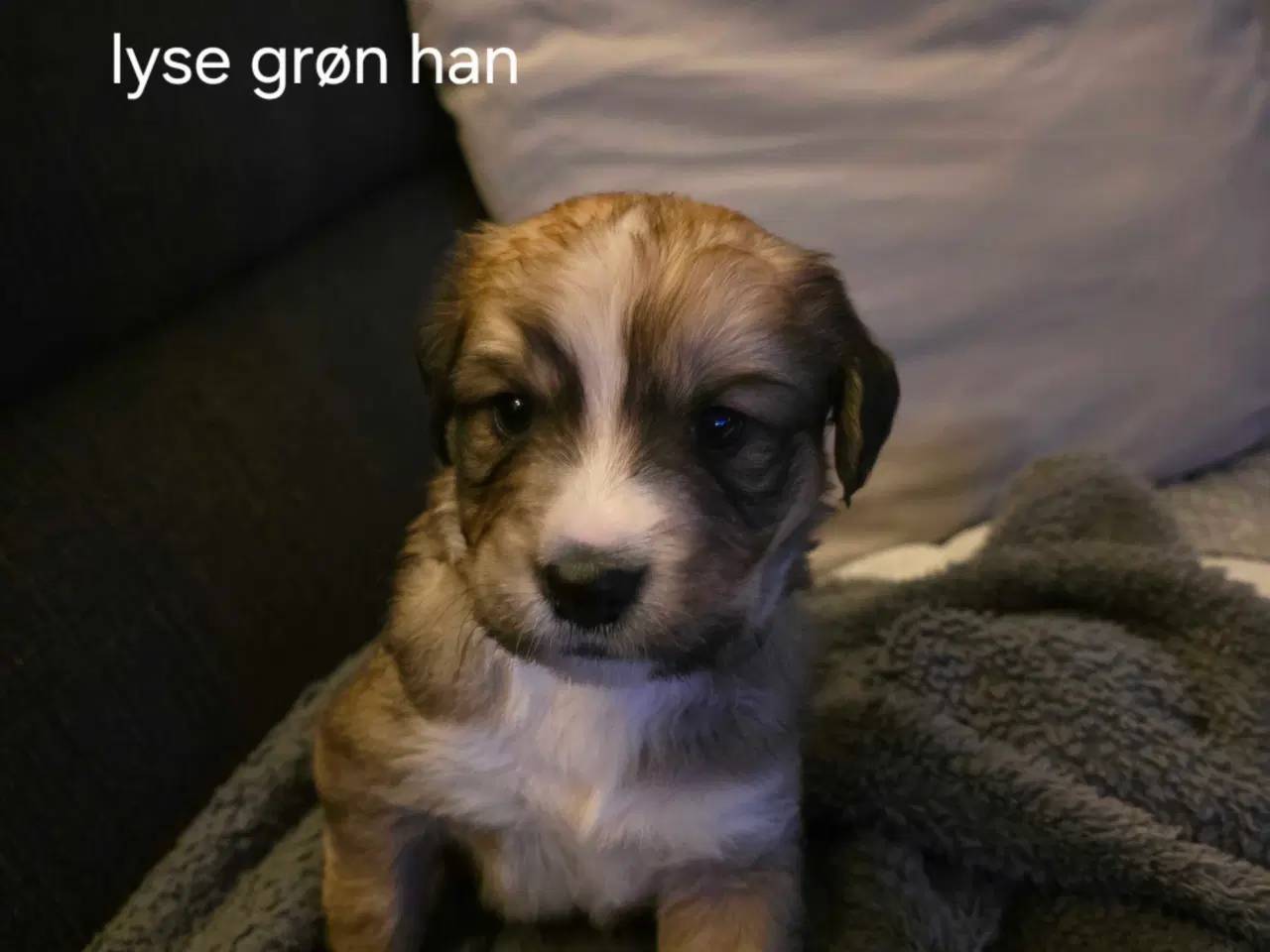 Billede 1 -  blandings hvalpe