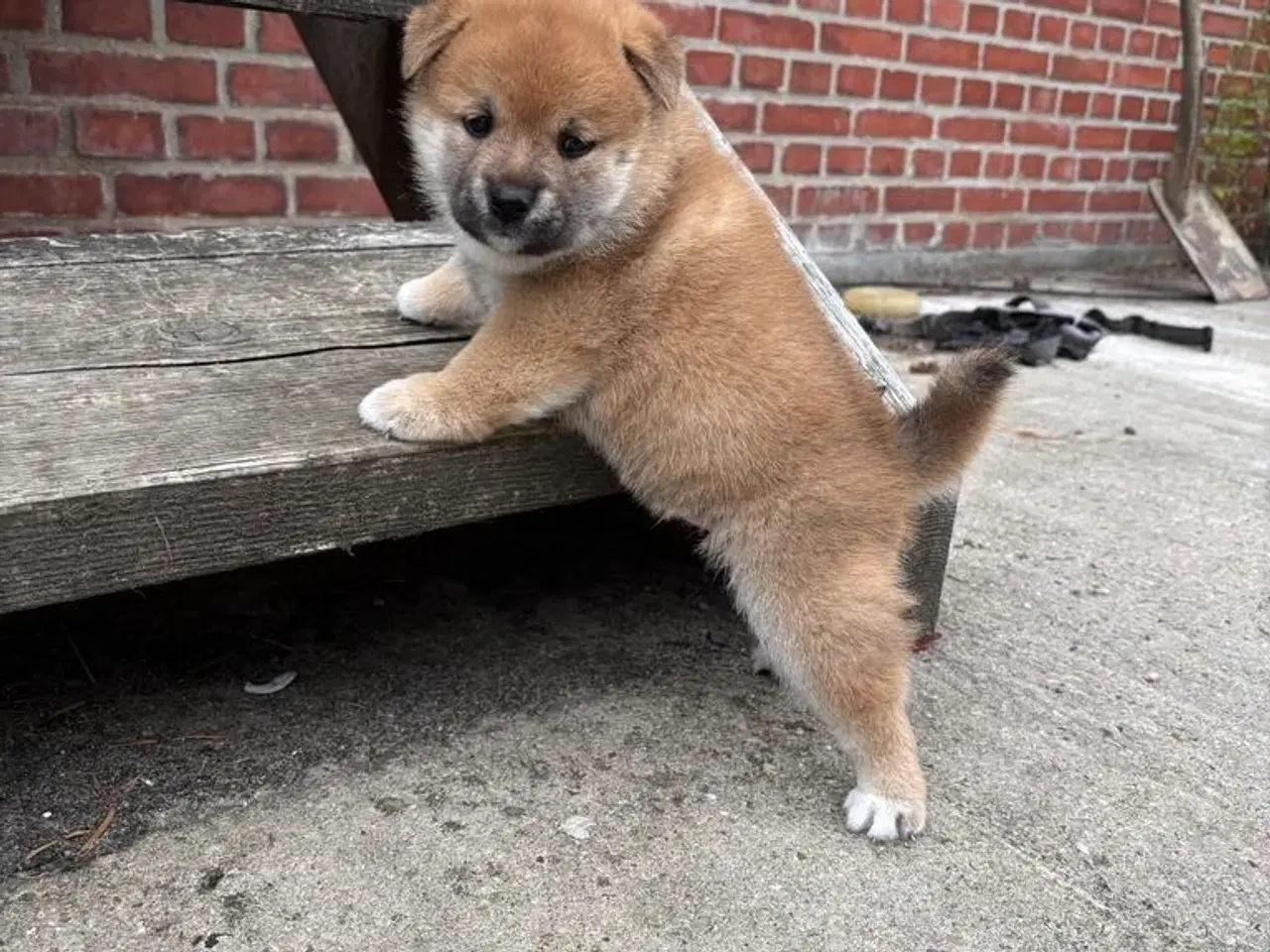 Billede 1 - Shiba drenge 