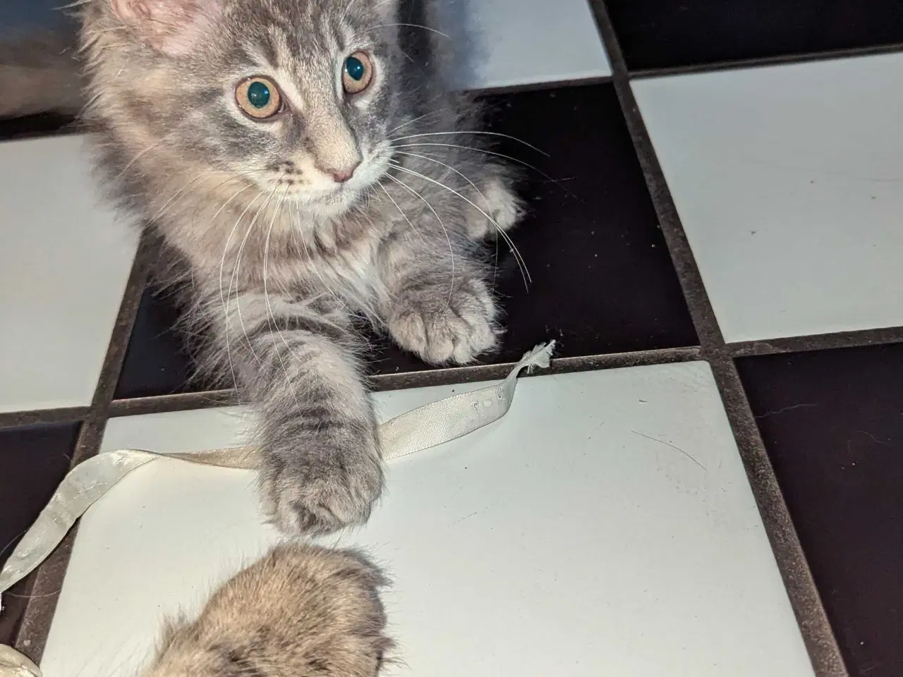 Billede 2 - Maine coon killinger med stambøger 