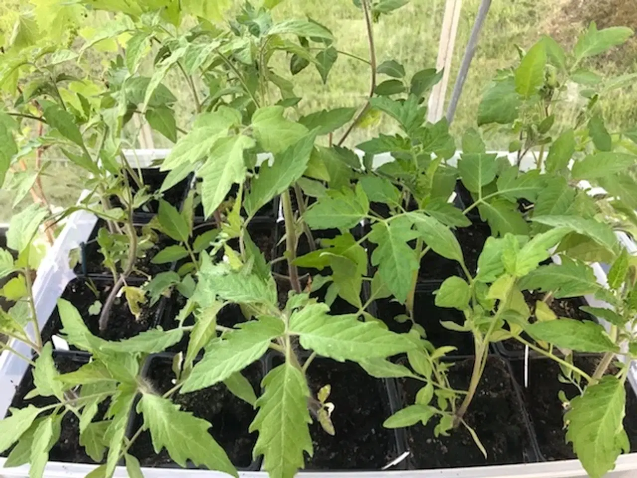 Billede 1 - Tomatplanter, peberfrugt og chili planter
