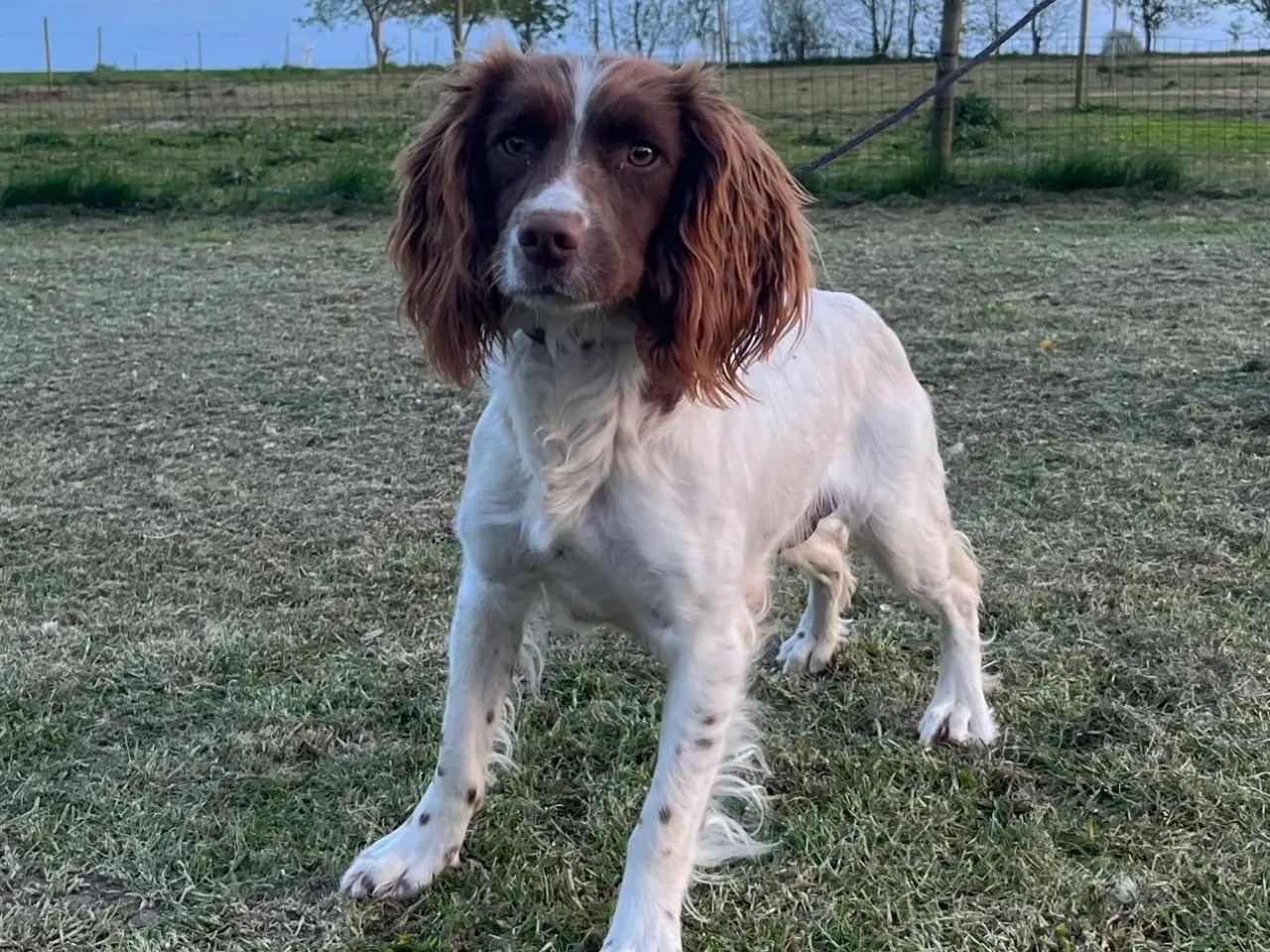 Billede 4 - Ft springer spaniel tæve 