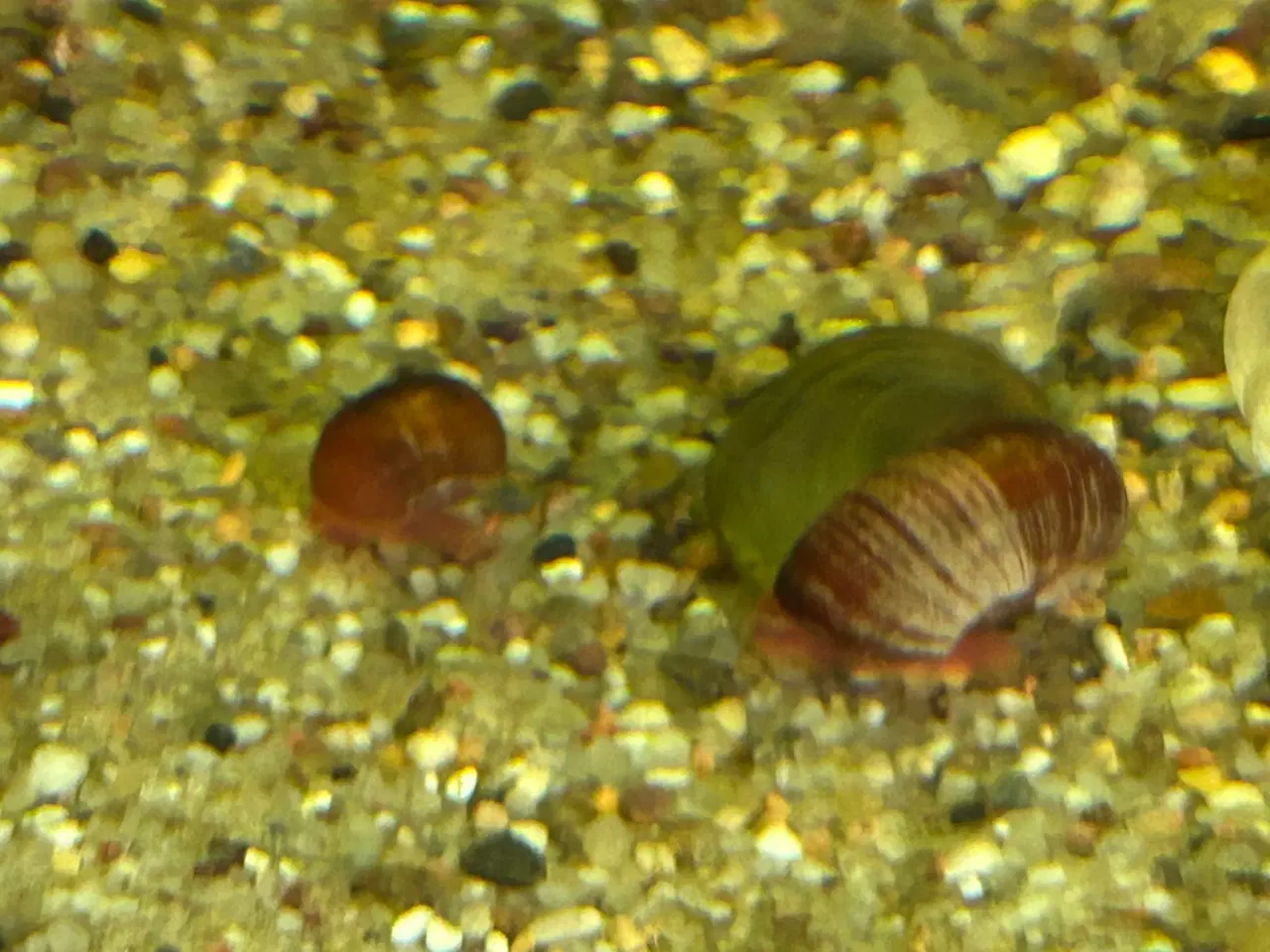 Billede 4 - 🧟‍♂️🐌 Zombie Posthornsnegle – VILDE striber!