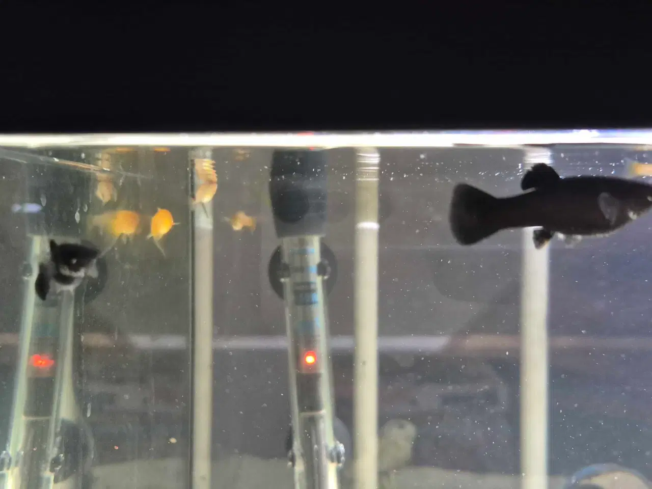 Billede 3 - Poecilia sphenops / Molly mix