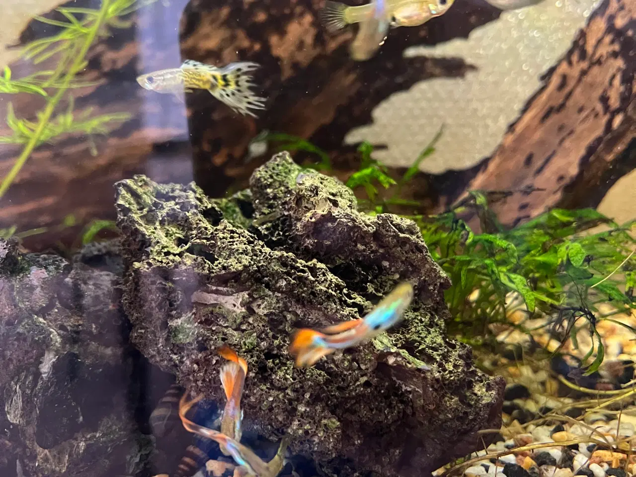 Billede 1 - Flotte guppyer i gule og orange farver.