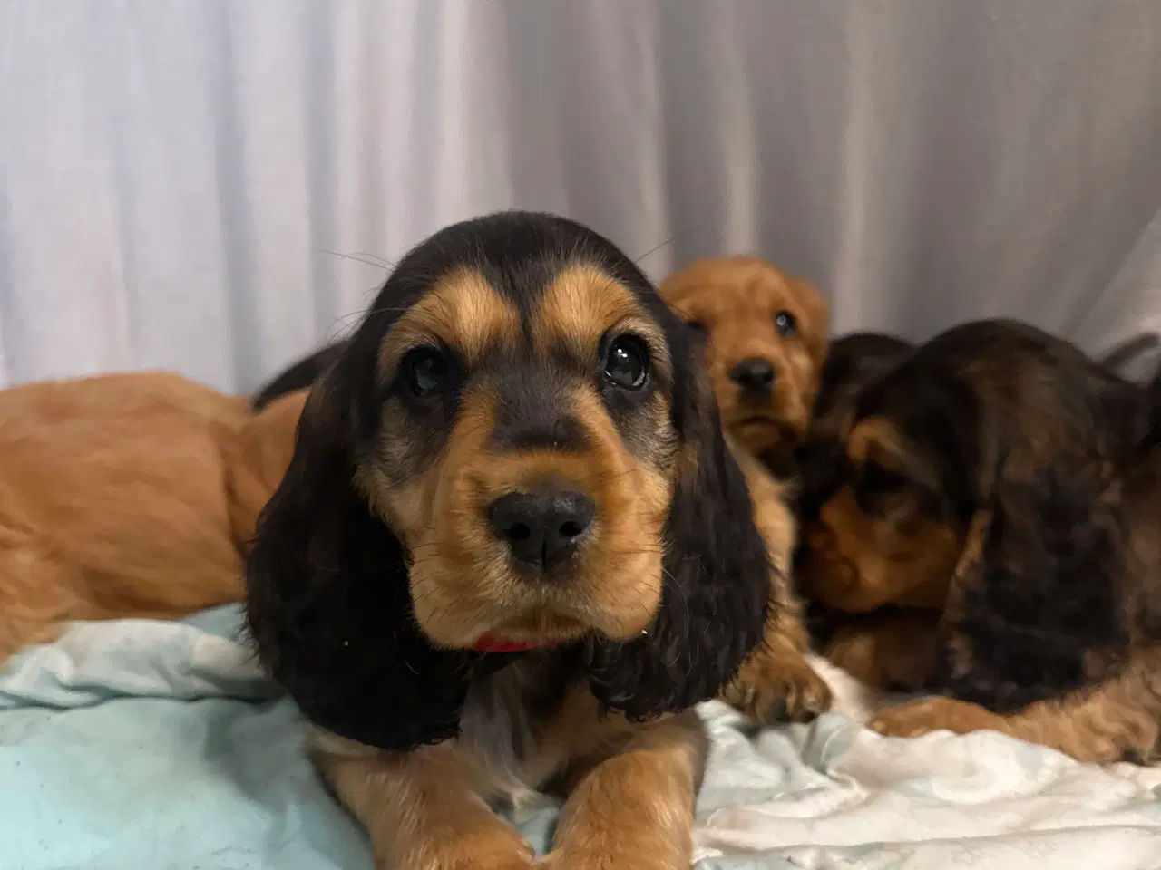 Billede 6 - Cocker spaniel 