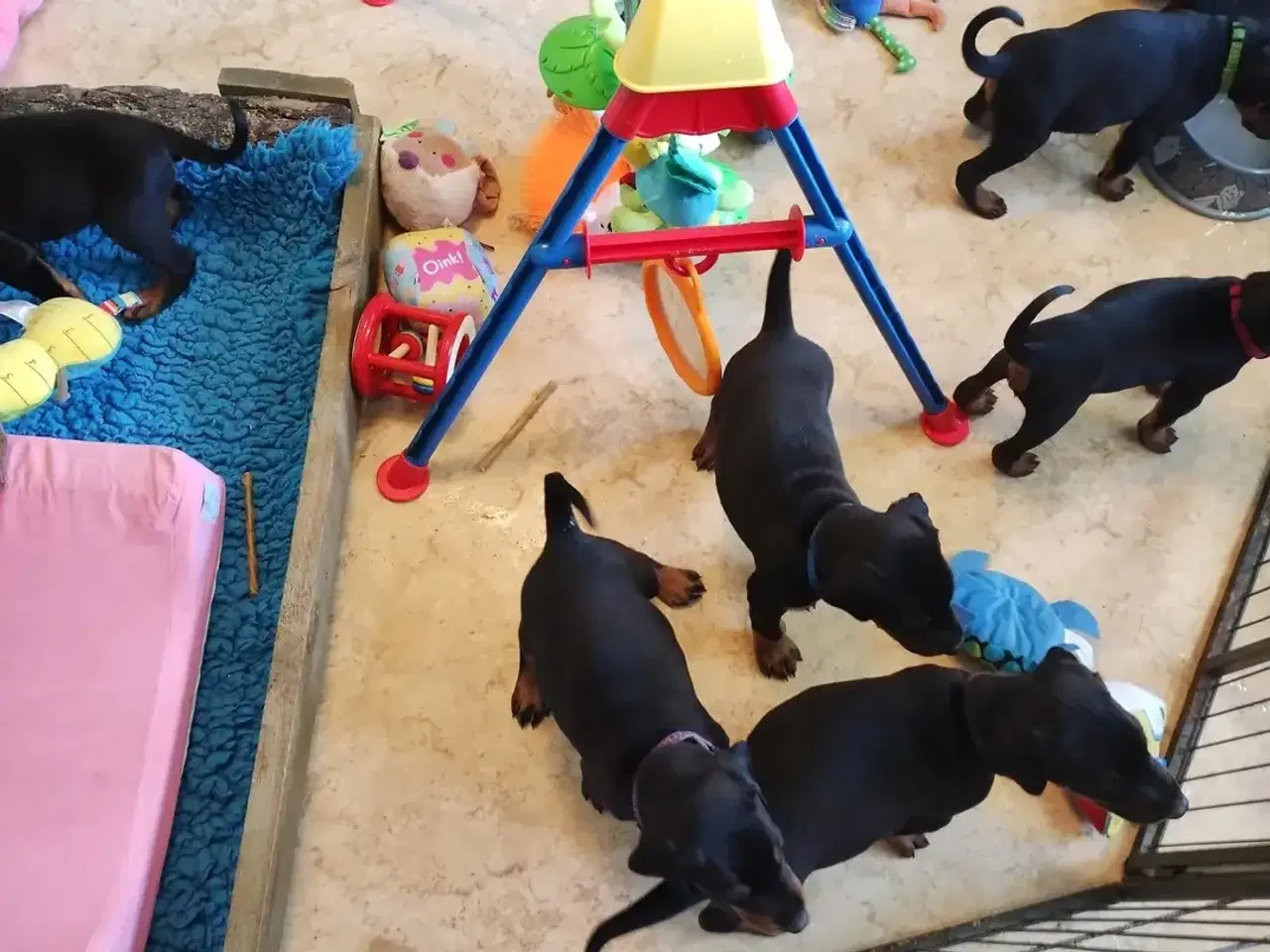 Billede 13 - Mild og kærlig Dobermann hvalp