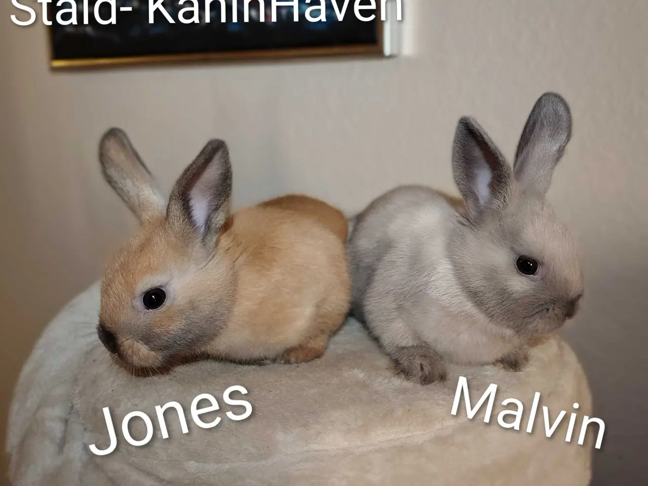 Billede 2 - Indendøres Fri-Kaniner 🐰🪻