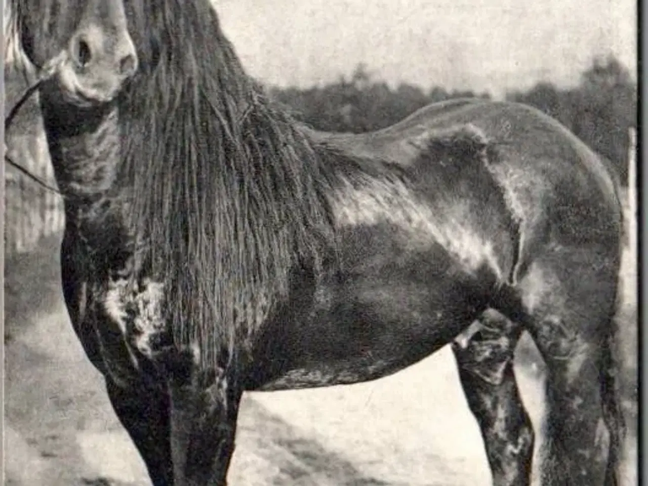 Billede 1 - Guldbrandsdalsk Hest - Norge - Ubrugt