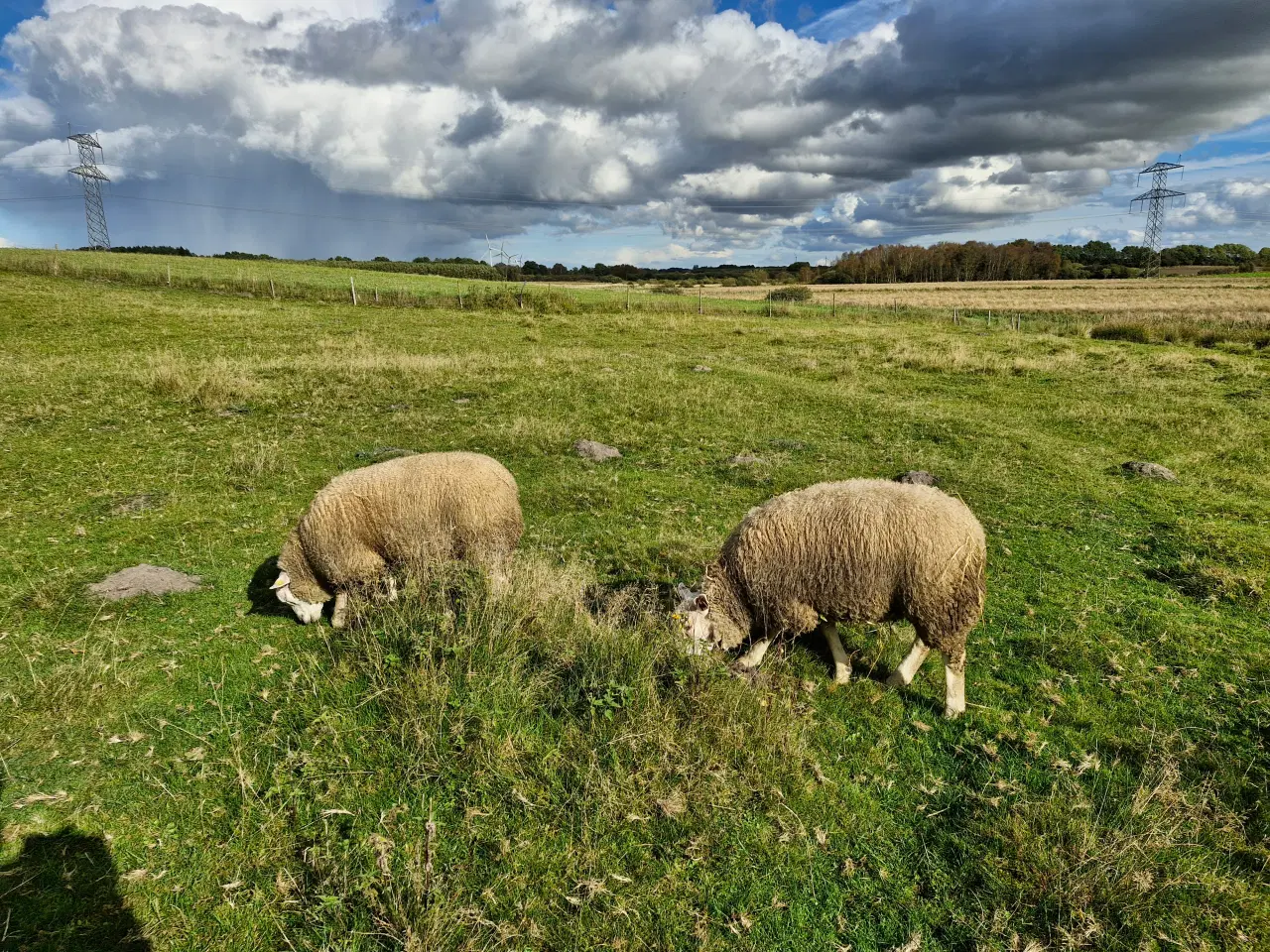 Billede 5 - Flot Texel vædder 2024