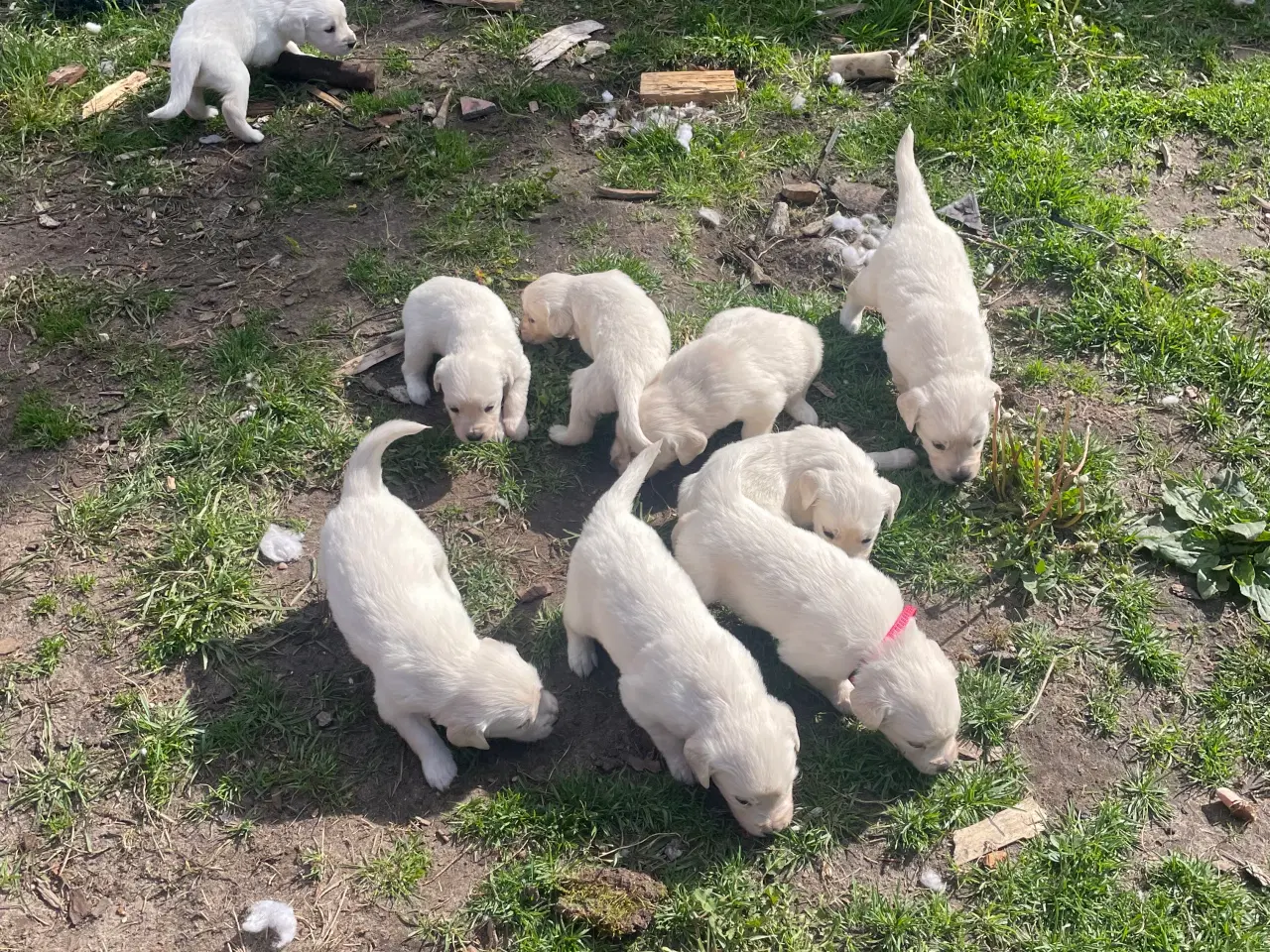 Billede 3 - Golden retriever hvalpe 