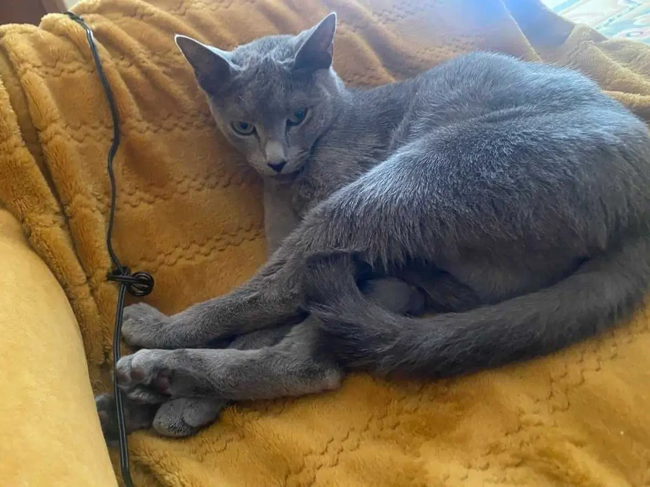 Billede 6 - Russian blue pige
