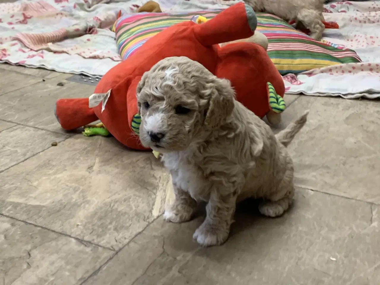 Billede 8 - Amerikanske Cockerpoo babyer 