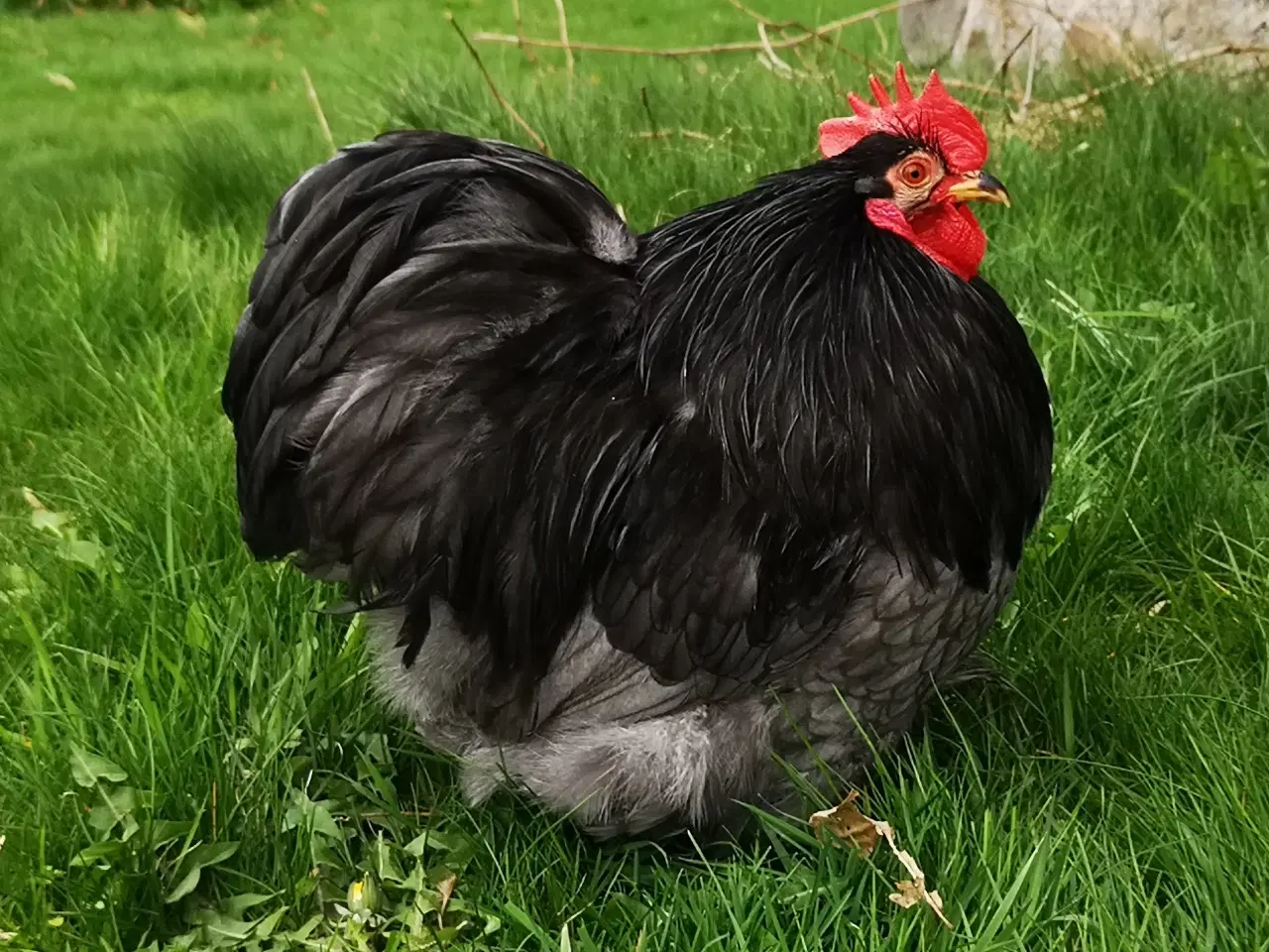 Billede 2 - Dværg kochin høner og haner
