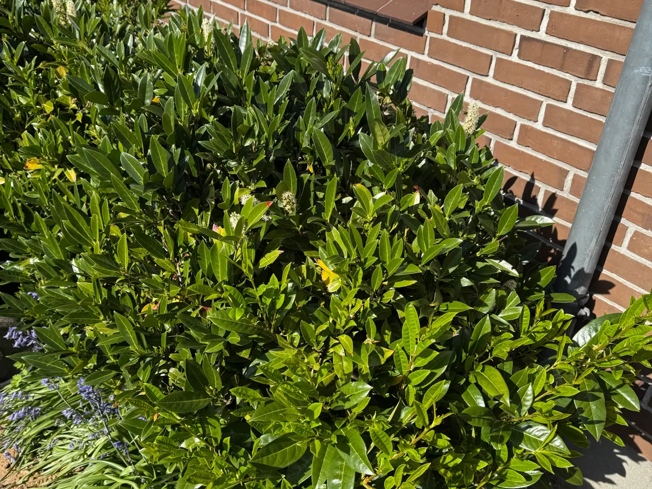 Billede 5 - Gratis planter