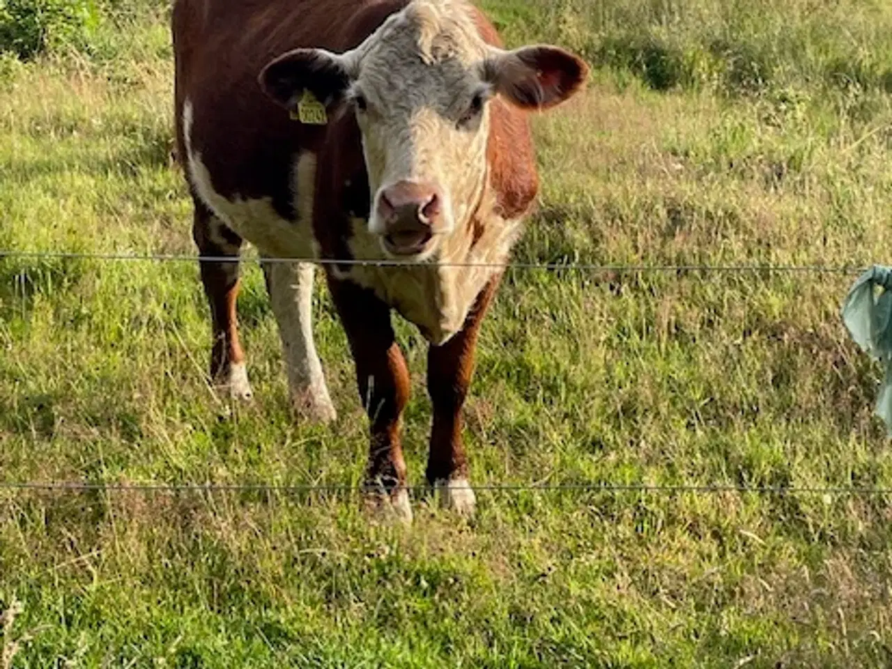 Billede 3 - Kødkvæg kvier hereford kryds
