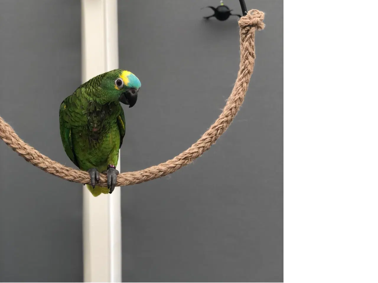 Billede 6 - Super sød Amazone papegøje