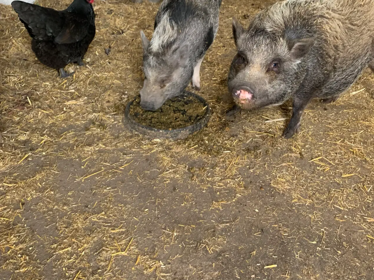 Billede 1 - Mini grise