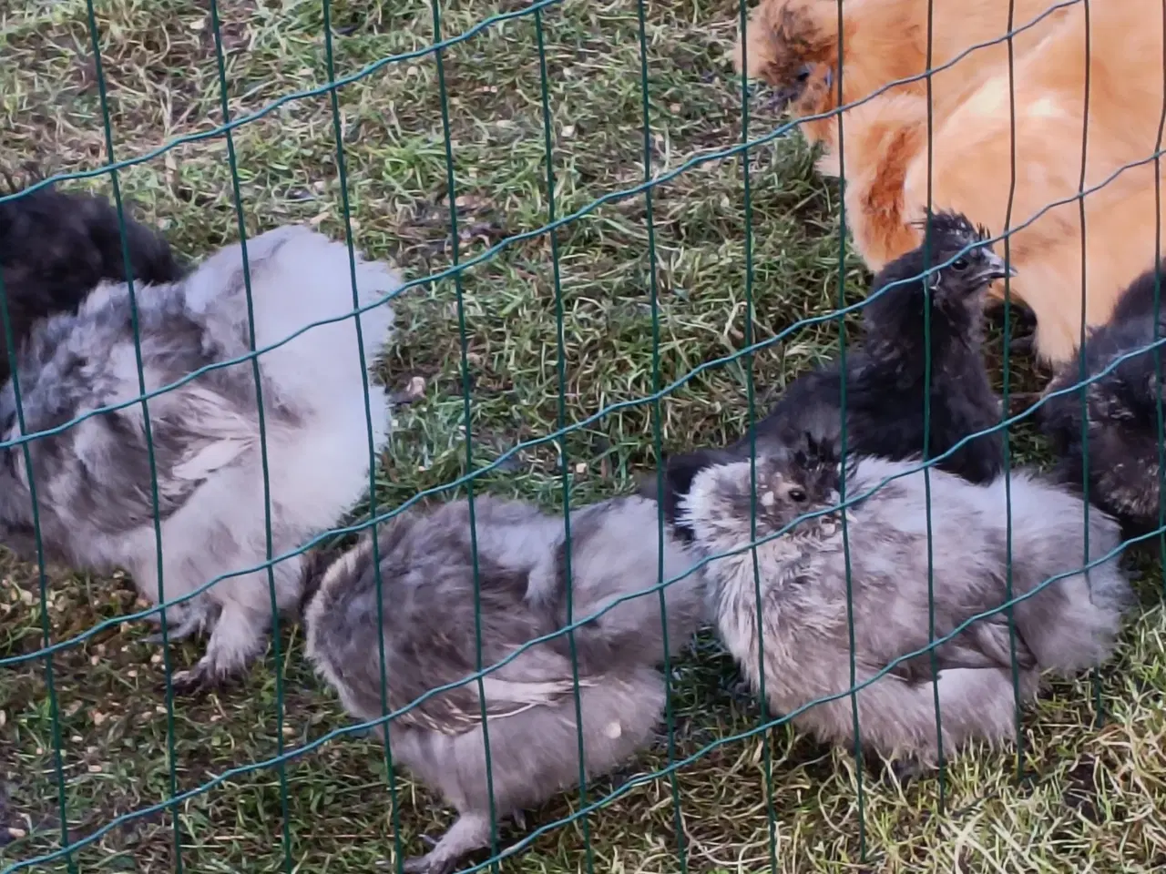 Billede 4 - Silke høns og Haner