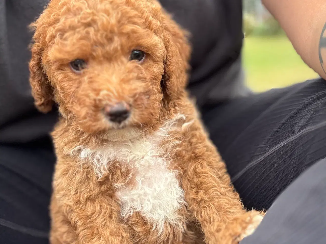Billede 11 - Goldendoodle babyer 🥰🐾