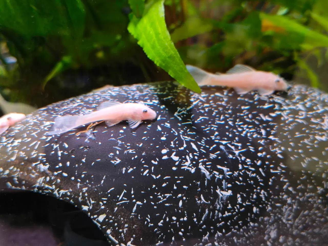 Billede 2 - Malle yngel 