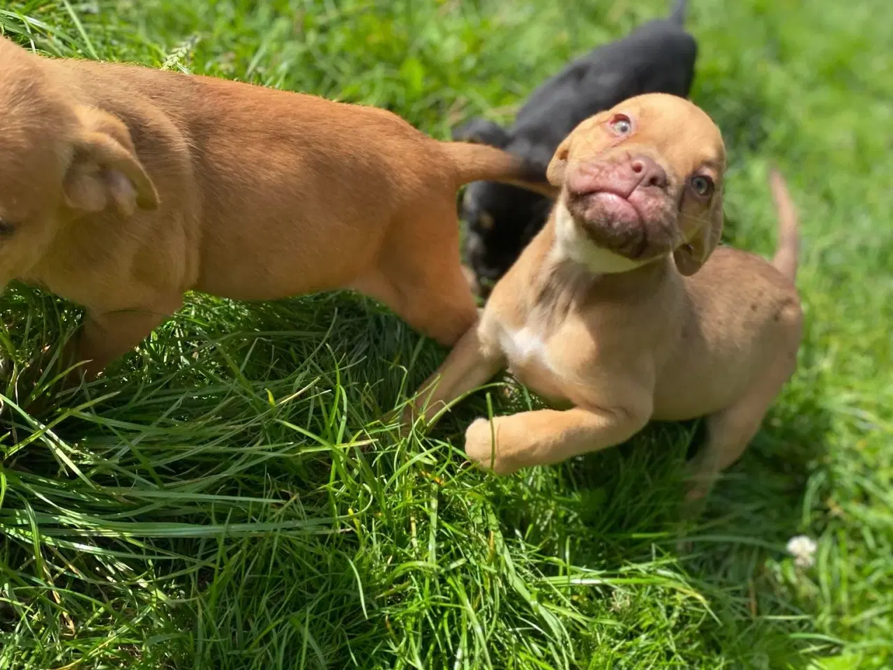 Billede 13 - Blanidning hundehvalpe sælges