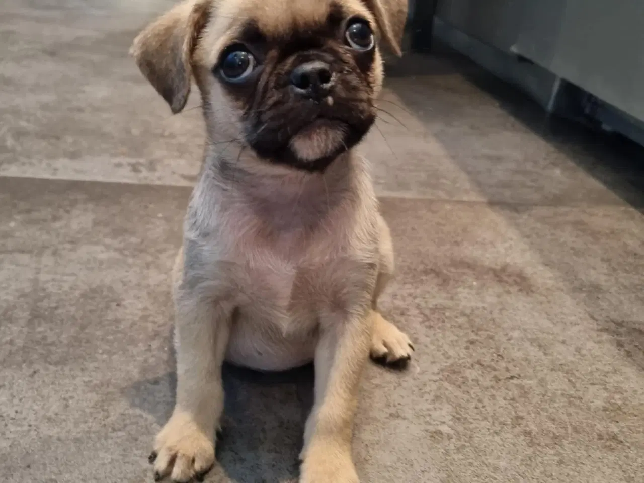 Billede 6 - Små søde mopsblandninger 🐶 