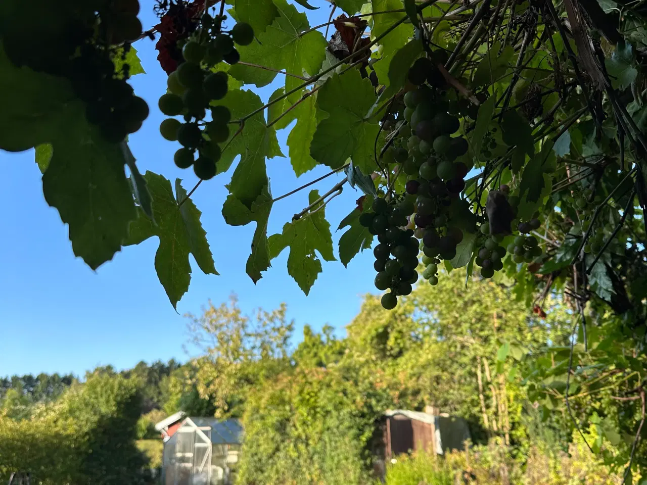 Billede 2 - Skøn kolonihave med fantastisk beliggenhed 