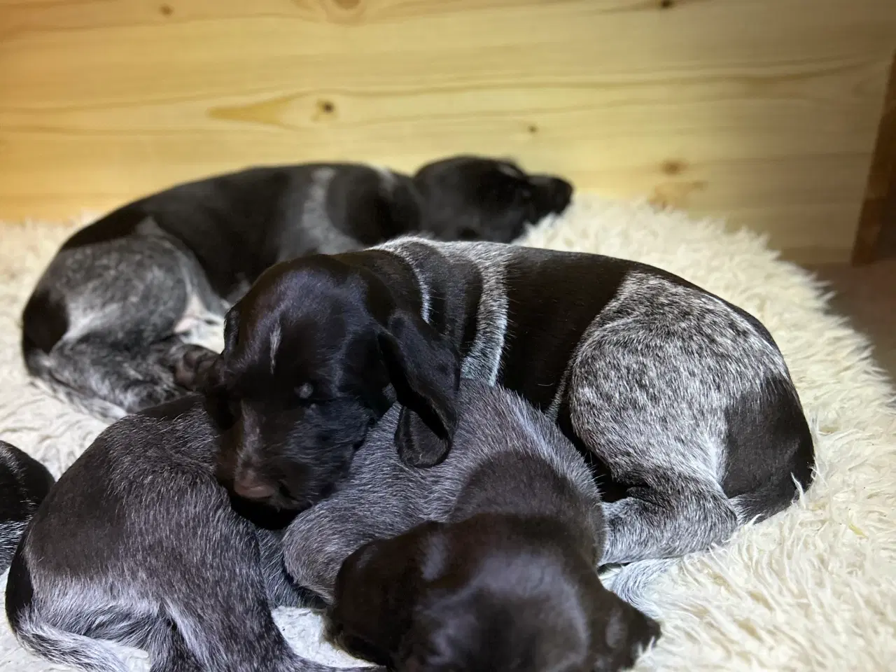 Billede 9 - Rughårede hønsehunds hvalpe