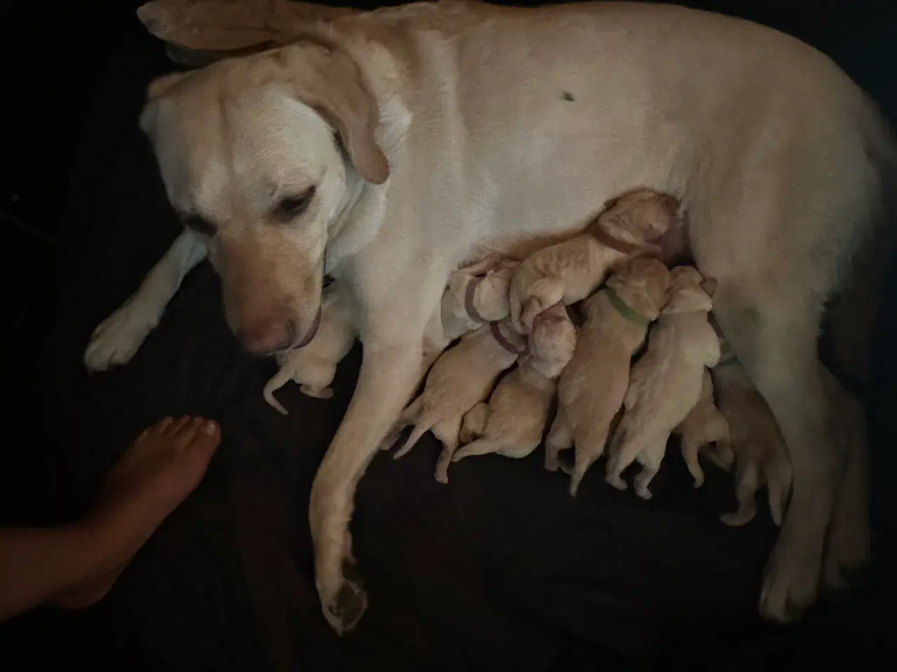 Billede 3 - Labrador hvalpe
