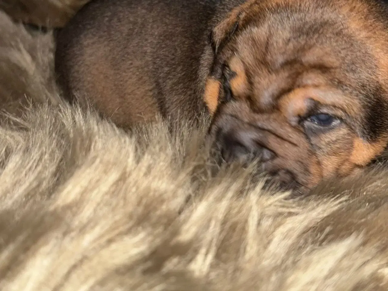 Billede 4 - Smukke Old English Bulldog Mix Hvalpe til salg! 🐾