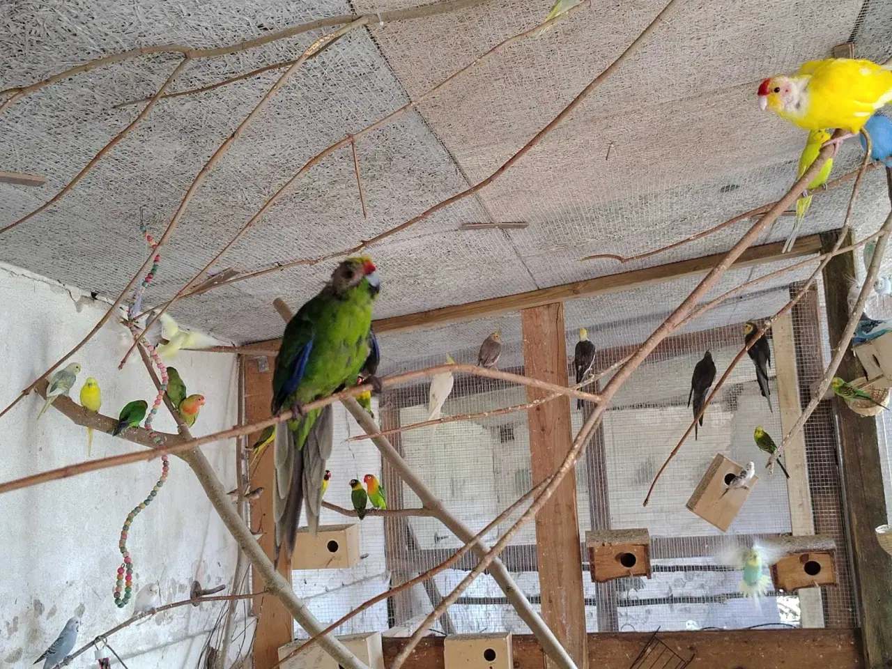 Billede 1 - Modtager fugle til voliere 