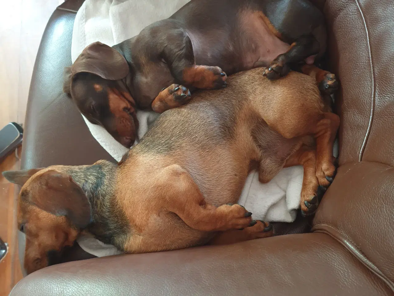 Billede 6 - Korthåret gravhunde 