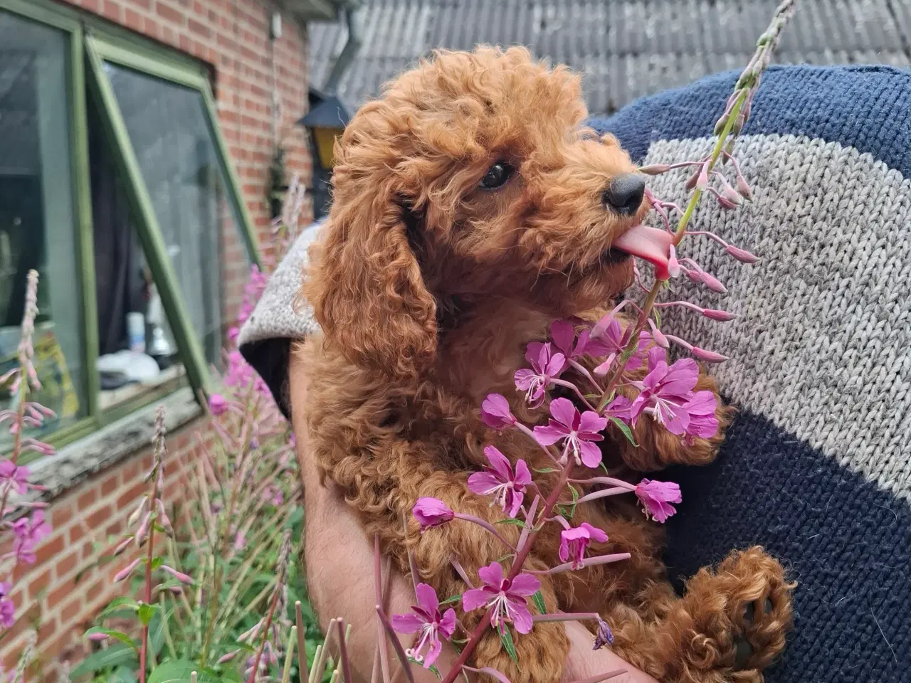 Billede 8 - Dværg Puddel hvalpe 2 drenge