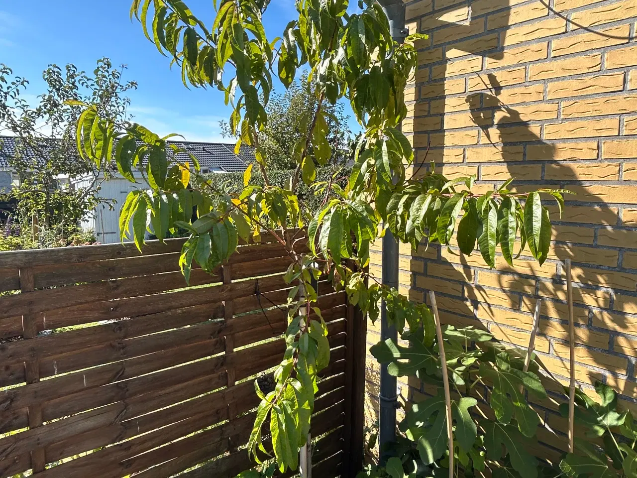 Billede 1 - Ferskentræ