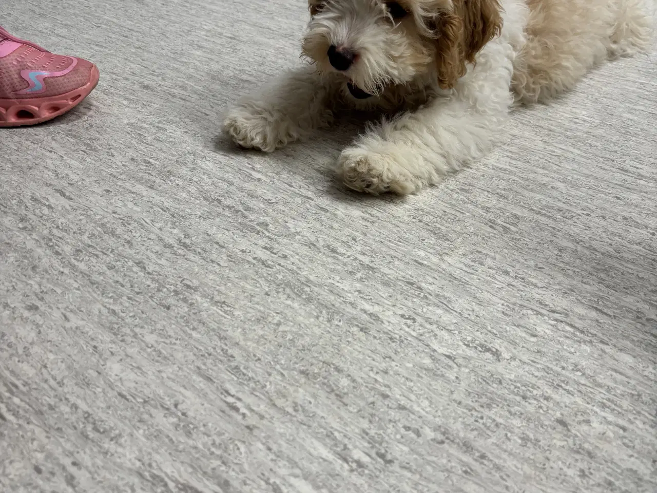 Billede 6 - Cockapoo hvalpe mangler deres nye hjem