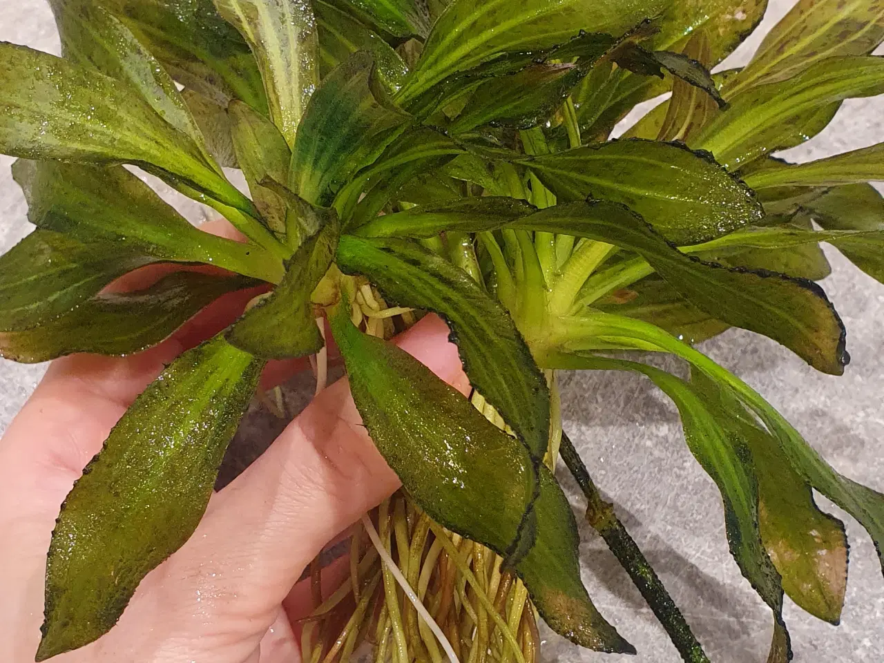 Billede 1 - Planter til akvarium, b: 27 h: 20, Echinodorus uru