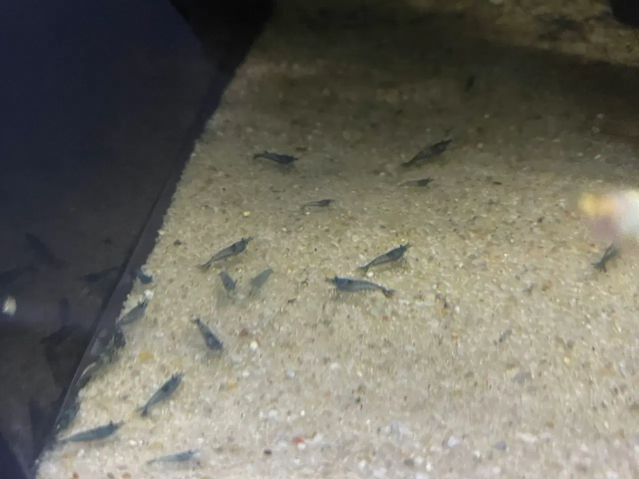 Billede 3 - Blå rejer. 