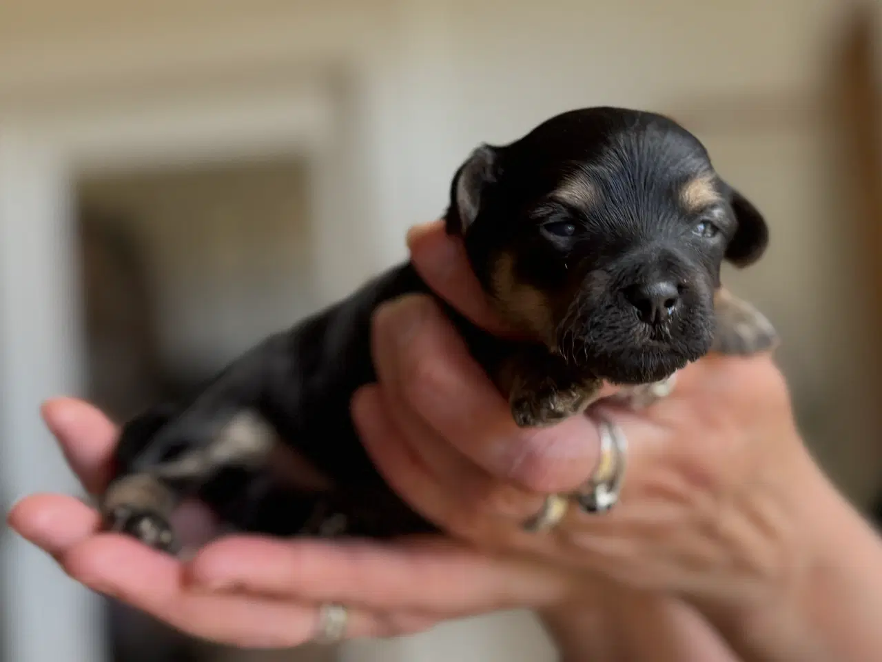 Billede 6 - 1 tæve, 2 hanner, Maltipoo fra undersøgte forældre