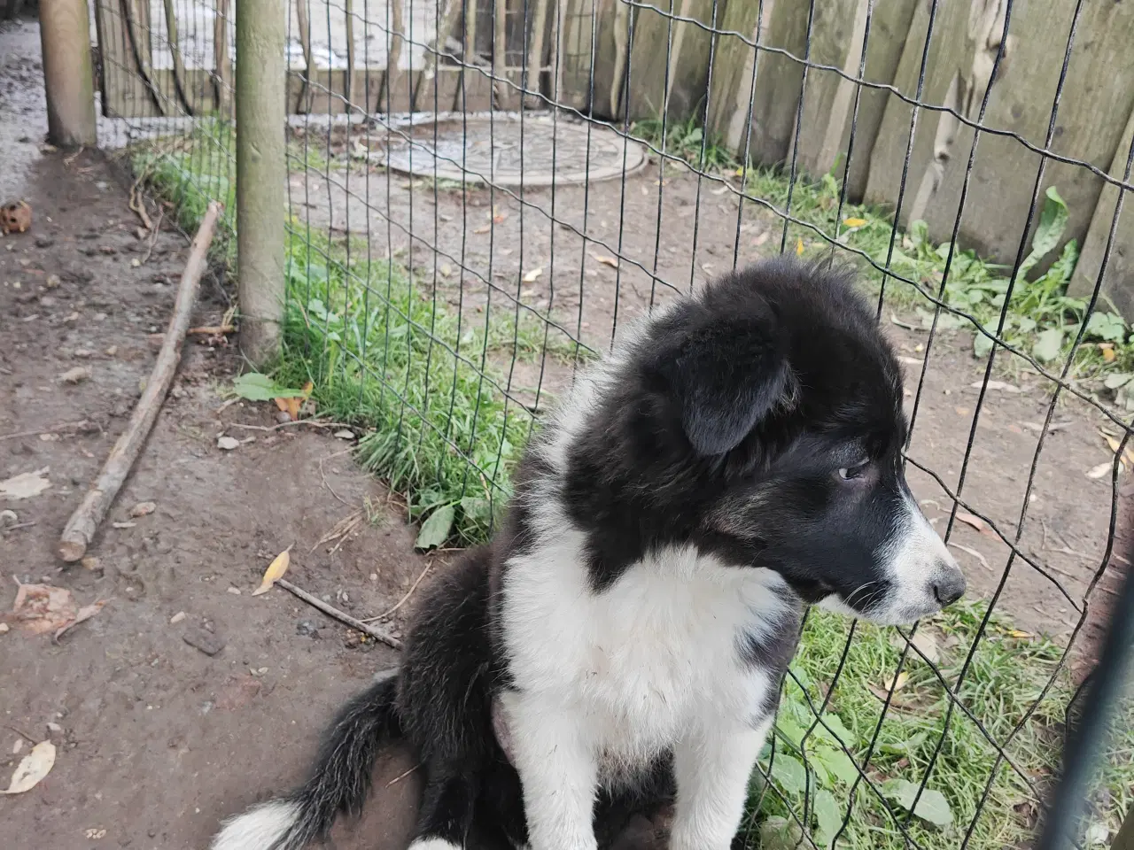 Billede 3 - Vidunderlig Border collie hvalp