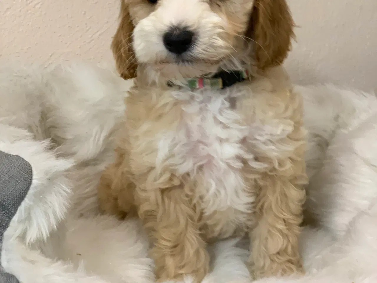 Billede 9 -  Maltipoo dreng er rejse klar nu!